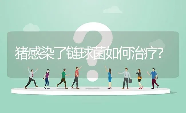 猪感染了链球菌如何治疗? | 养殖问题解答