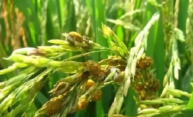 植物常识问题|水稻经常发生的病虫害有哪些（水稻常见病虫害及防治方法）