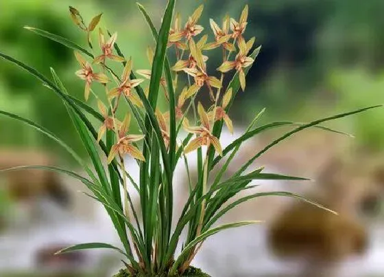 植物常识问题|新手怎么养墨兰长势旺猛开花