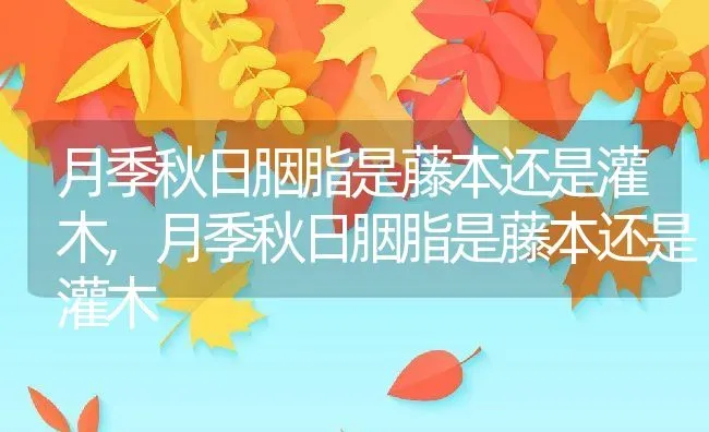 月季秋日胭脂是藤本还是灌木,月季秋日胭脂是藤本还是灌木 | 养殖常见问题
