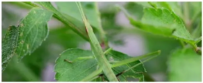 草蜢会飞吗 | 农业问题