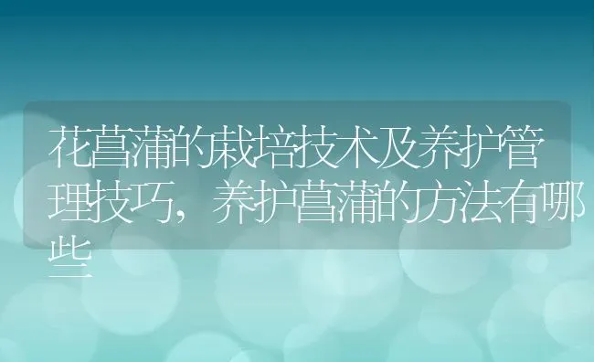 花菖蒲的栽培技术及养护管理技巧,养护菖蒲的方法有哪些 | 养殖常见问题