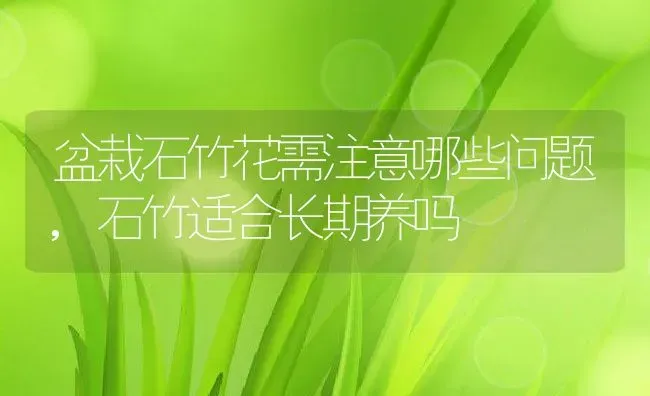 盆栽石竹花需注意哪些问题,石竹适合长期养吗 | 养殖常见问题