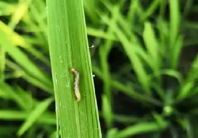 植物常识问题|水稻经常发生的病虫害有哪些（水稻常见病虫害及防治方法）