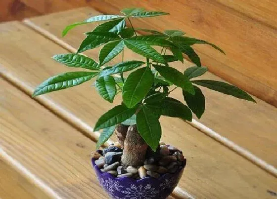 植物常识问题|发财树能晒太阳吗 盆栽发财树夏天能晒太阳吗