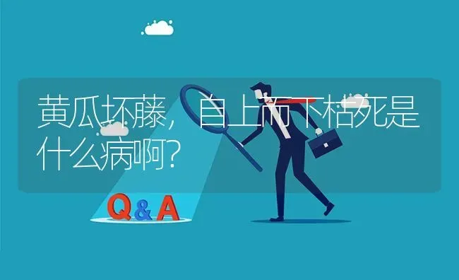 黄瓜坏藤,自上而下枯死是什么病啊? | 养殖问题解答