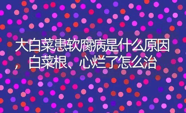 大白菜患软腐病是什么原因,白菜根、心烂了怎么治 | 养殖常见问题