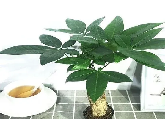 植物常识问题|发财树能晒太阳吗 盆栽发财树夏天能晒太阳吗