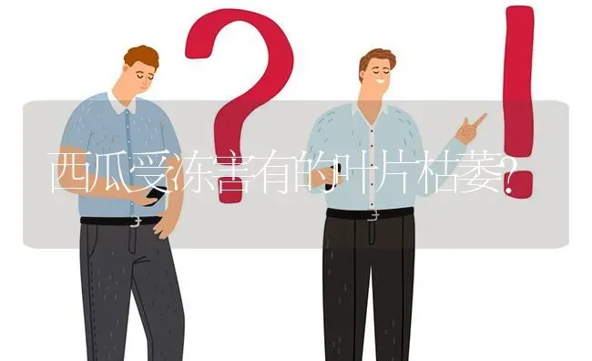 西瓜受冻害有的叶片枯萎? | 养殖问题解答