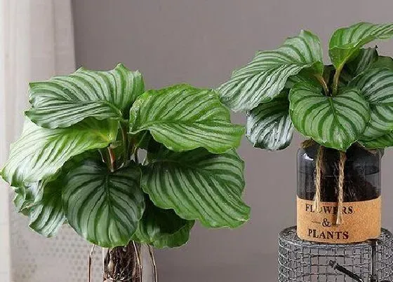 植物常识问题|怎样才能养好大叶万年青呢