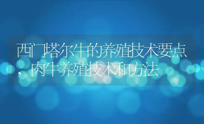 西门塔尔牛的养殖技术要点,肉牛养殖技术和方法 | 养殖常见问题