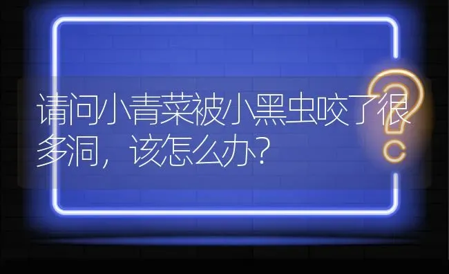 请问小青菜被小黑虫咬了很多洞,该怎么办? | 养殖问题解答