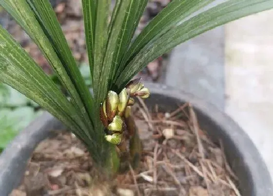 植物常识问题|兰花叶子发黄如何修剪