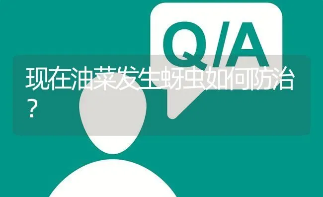 现在油菜发生蚜虫如何防治? | 养殖问题解答