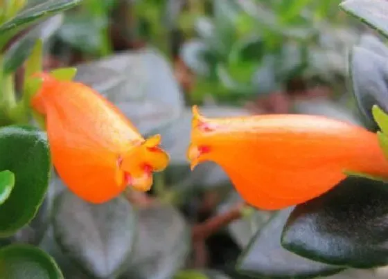 植物常识问题|金鱼吊兰养护需要注意哪些要点