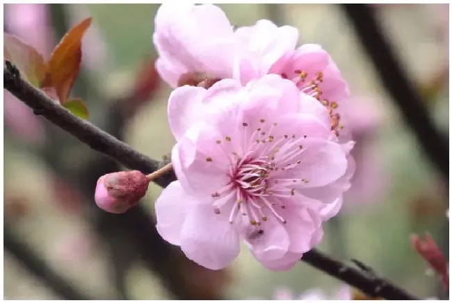 梅花如何剪枝？梅花怎么剪枝 | 农业常识