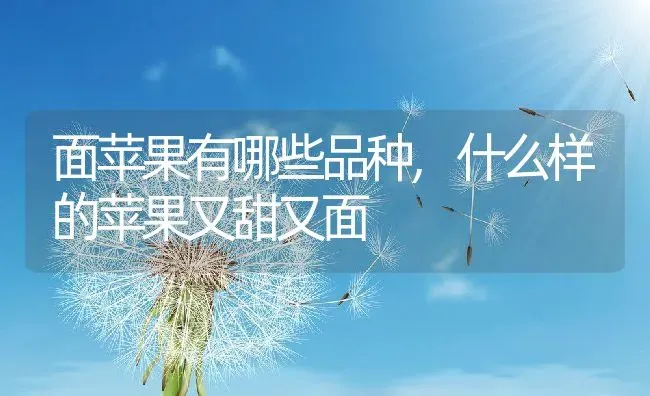 面苹果有哪些品种,什么样的苹果又甜又面 | 养殖常见问题