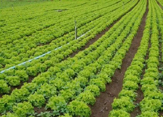 植物常识问题|生菜品种大全名称 哪个品种口感比较好