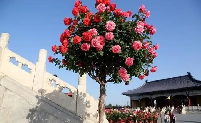 植物常识问题|什么树可以嫁接月季花（月季花能和什么树嫁接养护）