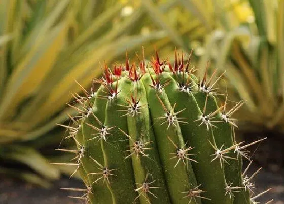 植物常识问题|入夏后养护仙人掌需要把握的细节问题