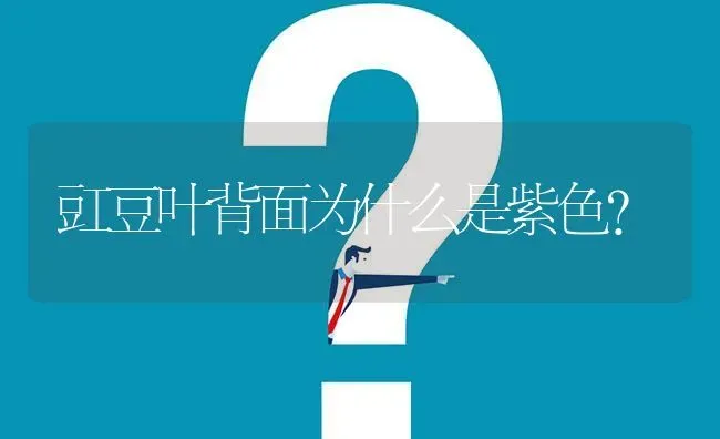 豇豆叶背面为什么是紫色? | 养殖问题解答