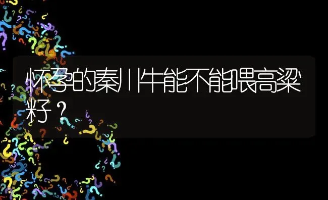 怀孕的秦川牛能不能喂高粱籽? | 养殖问题解答