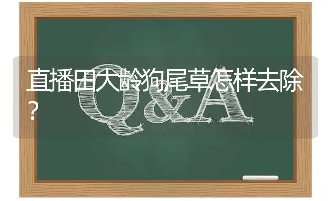 直播田大龄狗尾草怎样去除? | 养殖问题解答