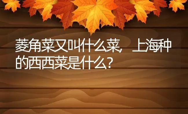 菱角菜又叫什么菜,上海种的西西菜是什么？ | 养殖常见问题