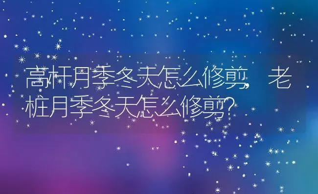 高杆月季冬天怎么修剪,老桩月季冬天怎么修剪？ | 养殖常见问题