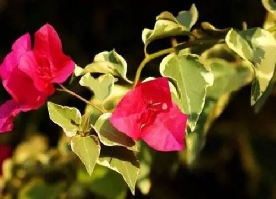 植物常识问题|用什么液体浇灌三角梅开花多