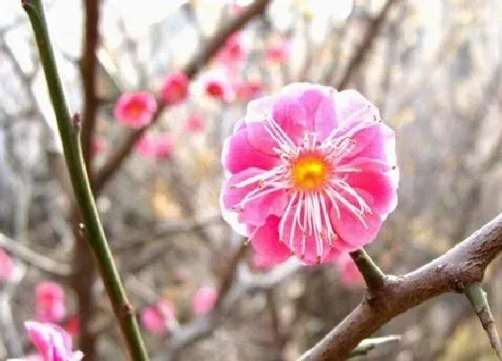 植物常识问题|十大名贵梅花