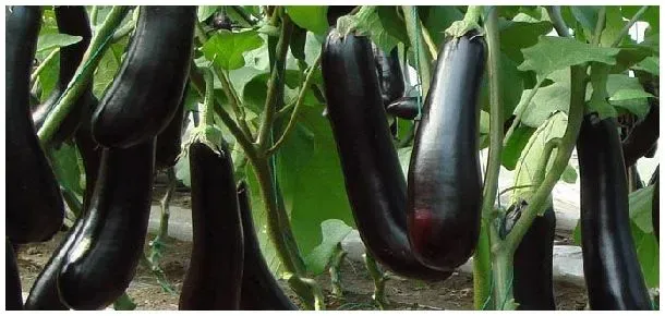 茄子叶子卷缩是啥原因 | 生活常识