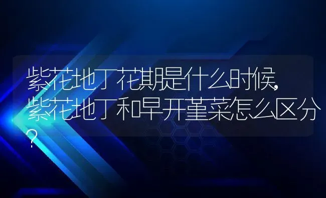 紫花地丁花期是什么时候,紫花地丁和早开堇菜怎么区分？ | 养殖常见问题