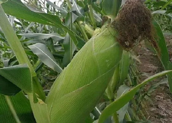 植物常识问题|夏玉米高产栽培技术要点（夏播玉米种植技术及注意事项）