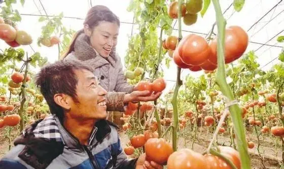 植物常识问题|番茄种子消毒的方法有哪些（播种前种子杀菌处理的方法）