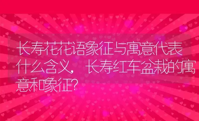 长寿花花语象征与寓意代表什么含义,长寿红车盆栽的寓意和象征？ | 养殖常见问题