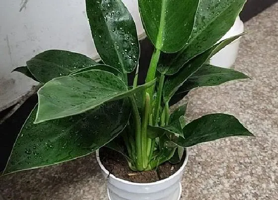 植物常识问题|怎样才能养好大叶万年青呢