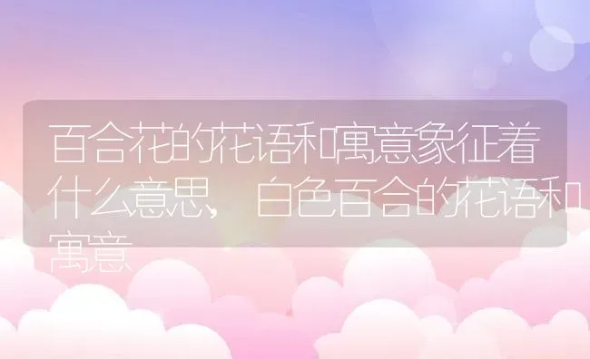 百合花的花语和寓意象征着什么意思,白色百合的花语和寓意 | 养殖常见问题