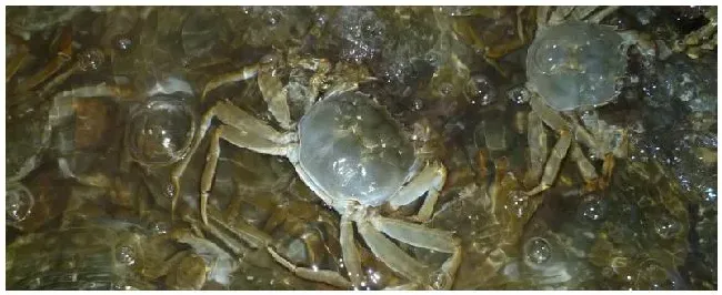 河蟹需要洗吗 | 农业常识