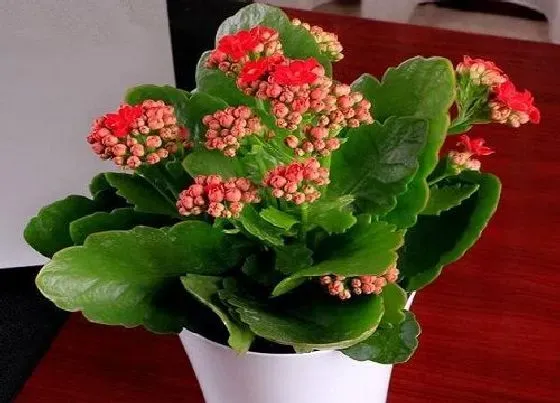 植物常识问题|长寿花常出现不开花现象怎么办