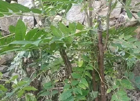 植物常识问题|香椿大棚栽种方法