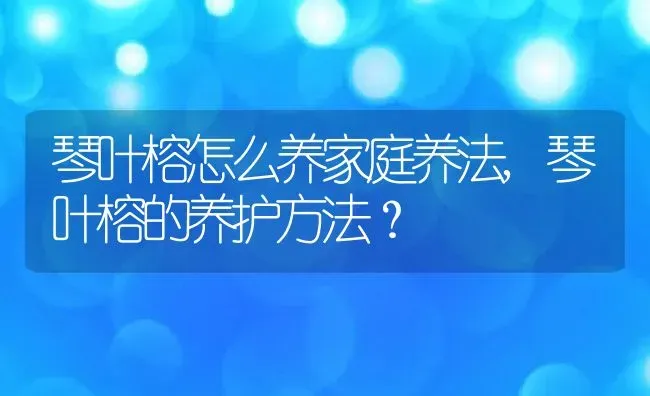 琴叶榕怎么养家庭养法,琴叶榕的养护方法？ | 养殖常见问题