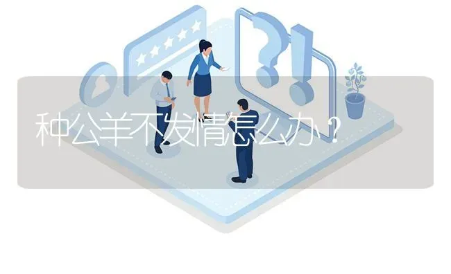 种公羊不发情怎么办? | 养殖问题解答