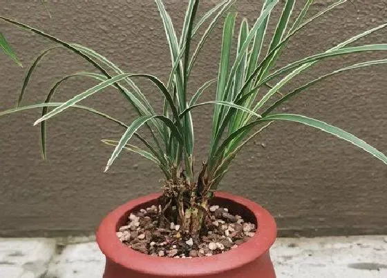 植物常识问题|夏季兰花养分都是从哪里来的呢