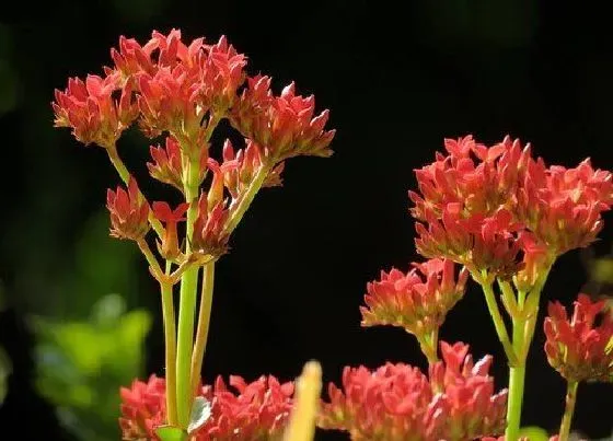 植物常识问题|长寿花冬季如何促花