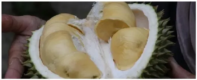 种植榴莲的条件 | 农业答疑
