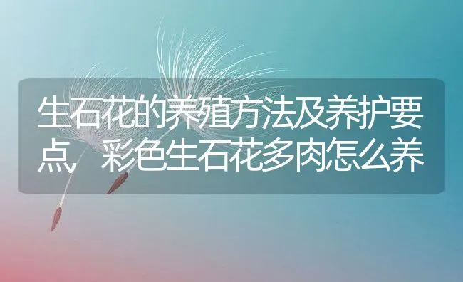 生石花的养殖方法及养护要点,彩色生石花多肉怎么养 | 养殖常见问题