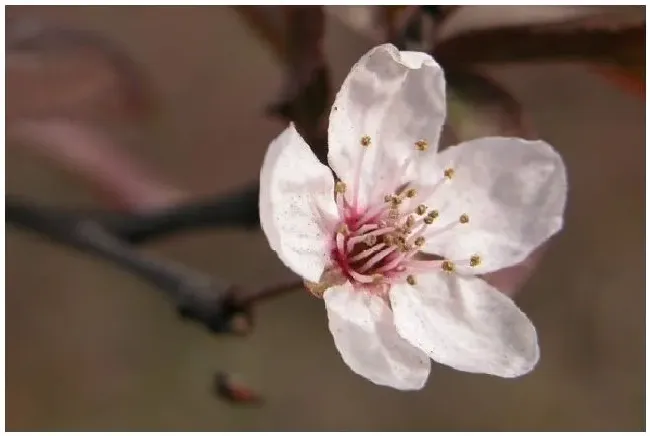 梅花如何剪枝？梅花怎么剪枝 | 农业常识