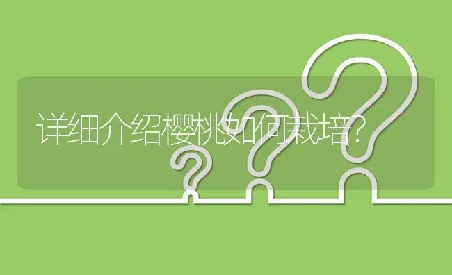 详细介绍樱桃如何栽培? | 养殖问题解答