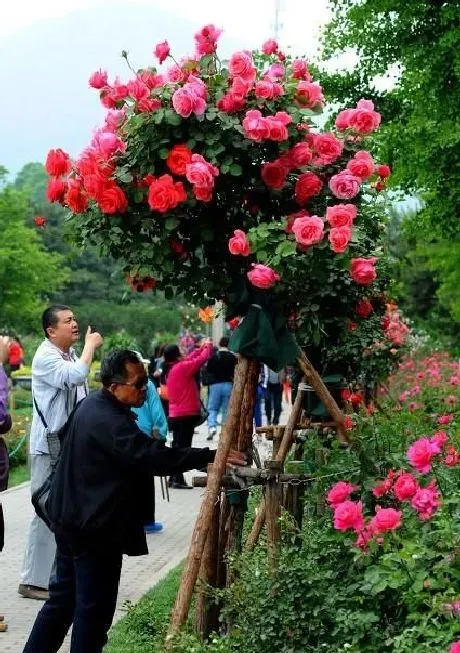 植物常识问题|什么树可以嫁接月季花（月季花能和什么树嫁接养护）